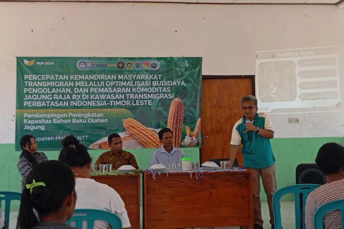 Dosen dan mahasiswa UB kembangkan Jagung Raja R7 di Kabupaten Malaka