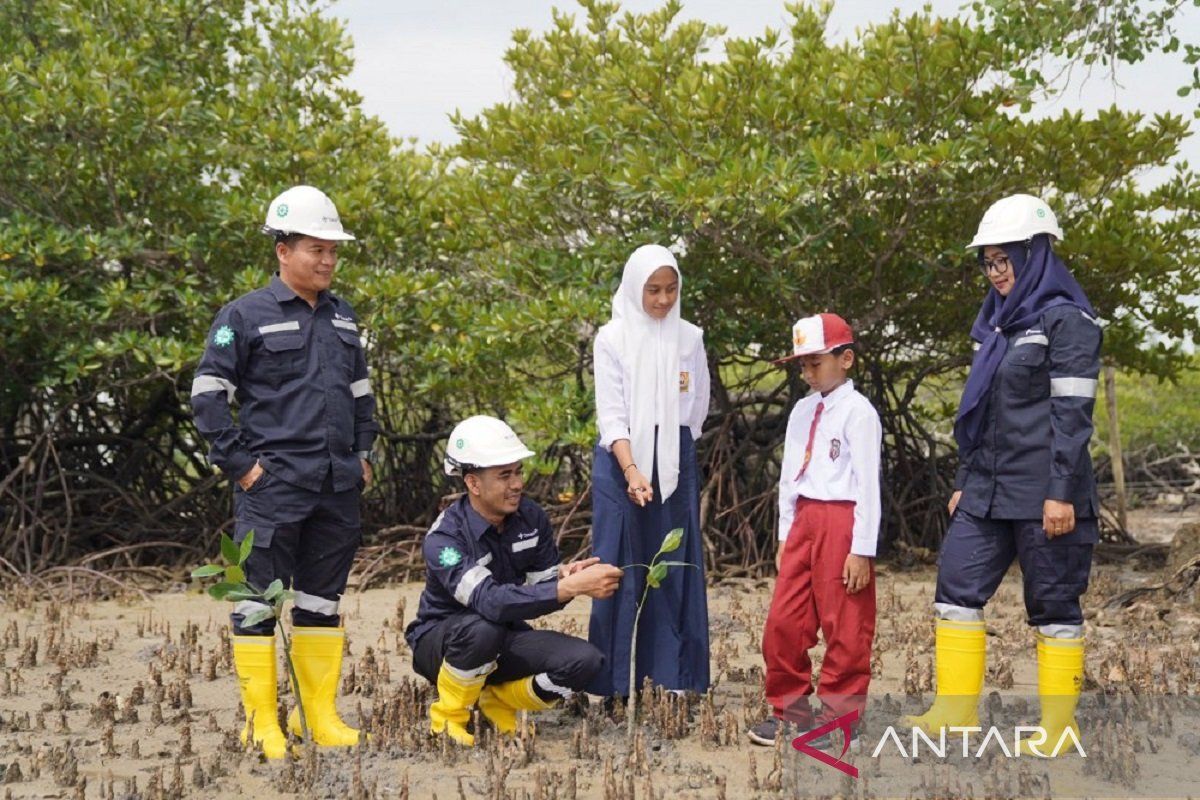 PT Timah tanam 45.000 mangrove untuk mitigasi perubahan iklim