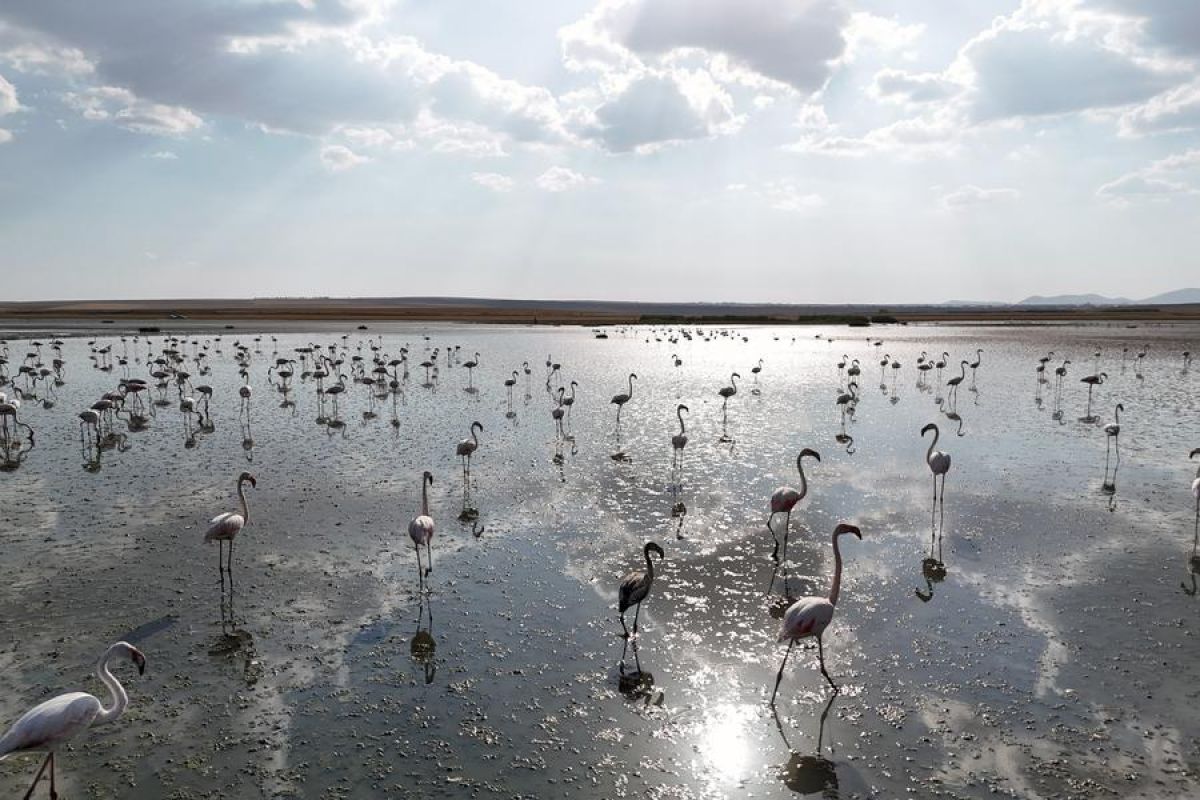 Kemajuan upaya konservasi burung flamingo di Danau Tuz Turki