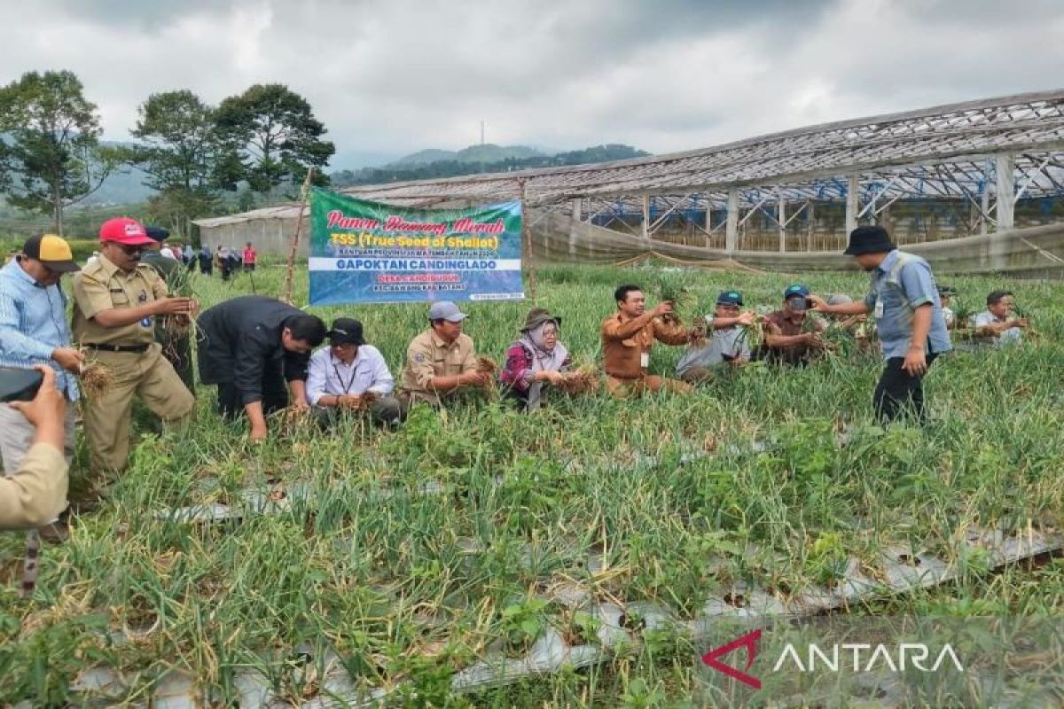 Pemkab Batang  terapkan teknologi tanam biji bawang tingkatkan produksi