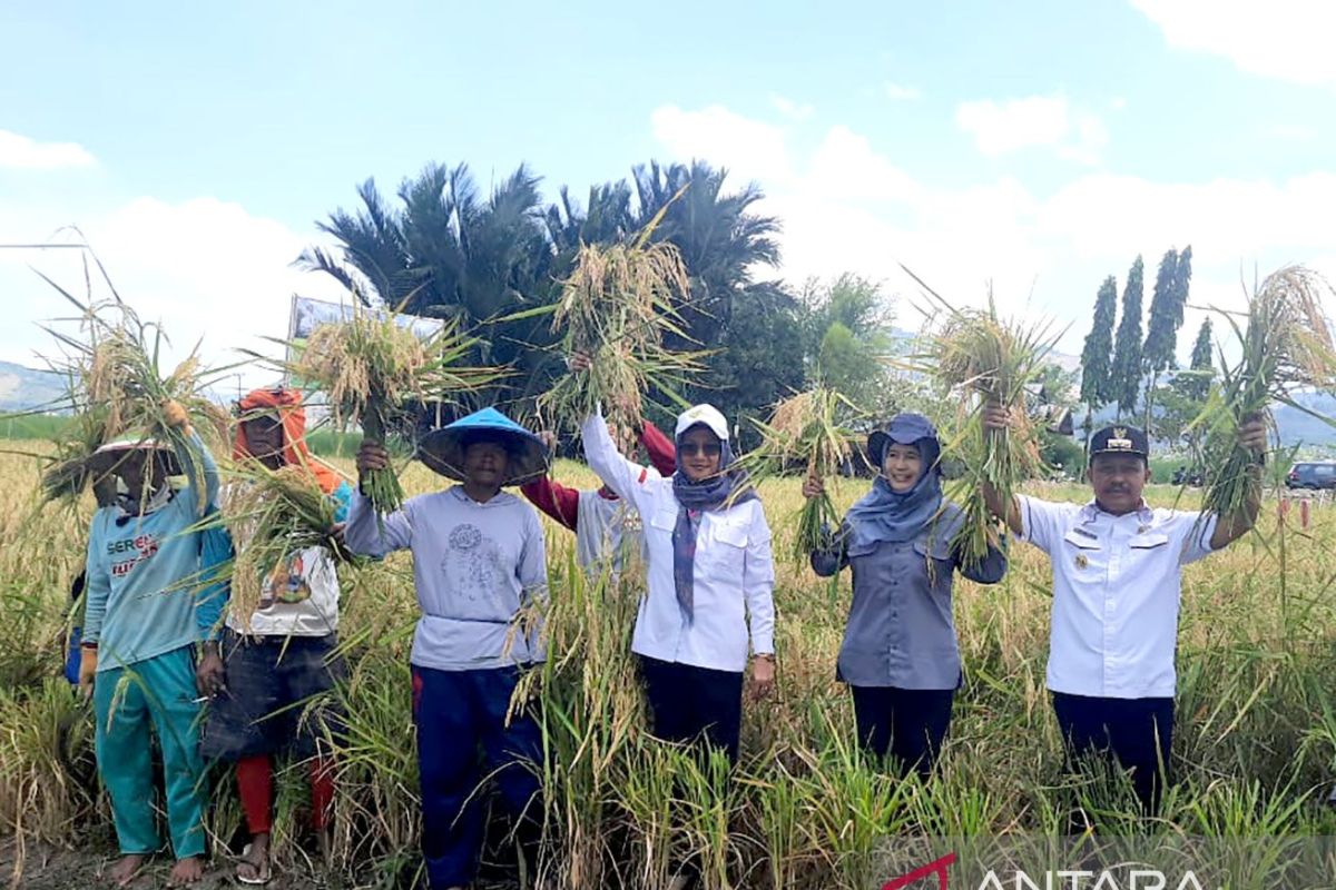 BSIP Gorontalo panen perdana PAT padi gogo di Boalemo