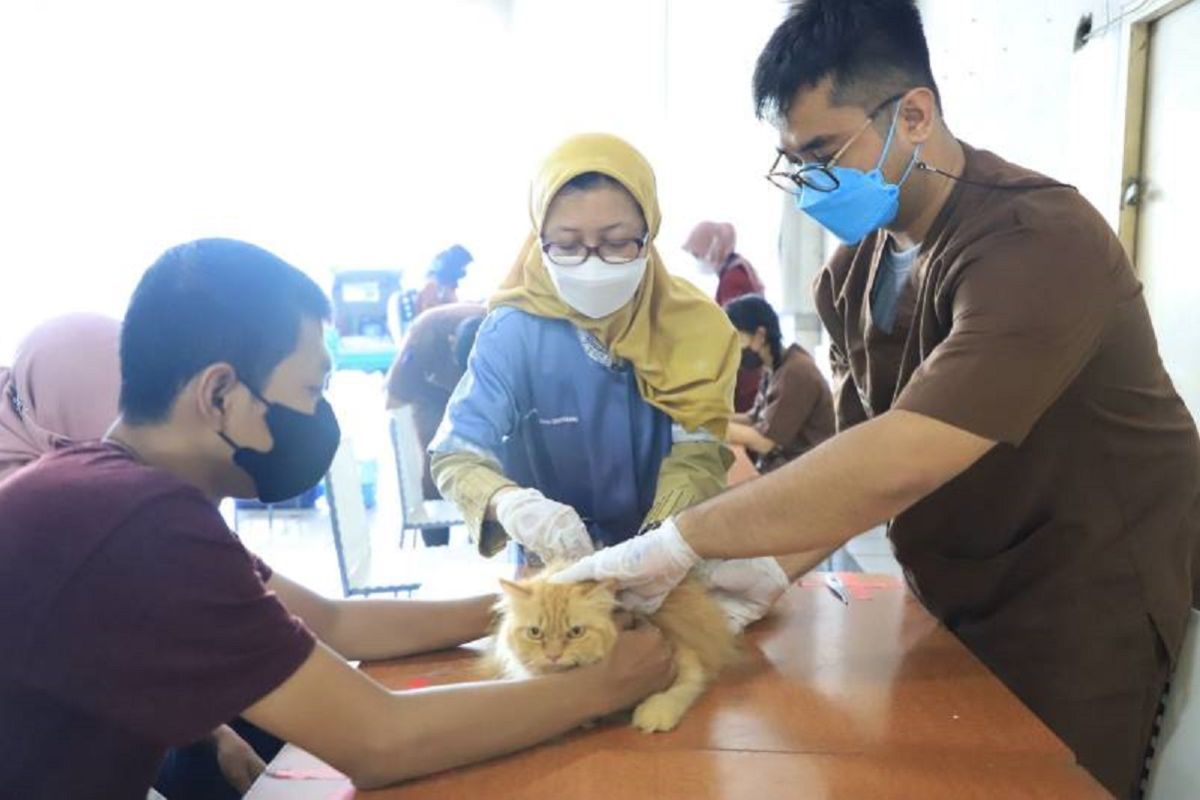 DKP Kota Tangerang gelar vaksinasi rabies gratis bagi 50 ekor hewan