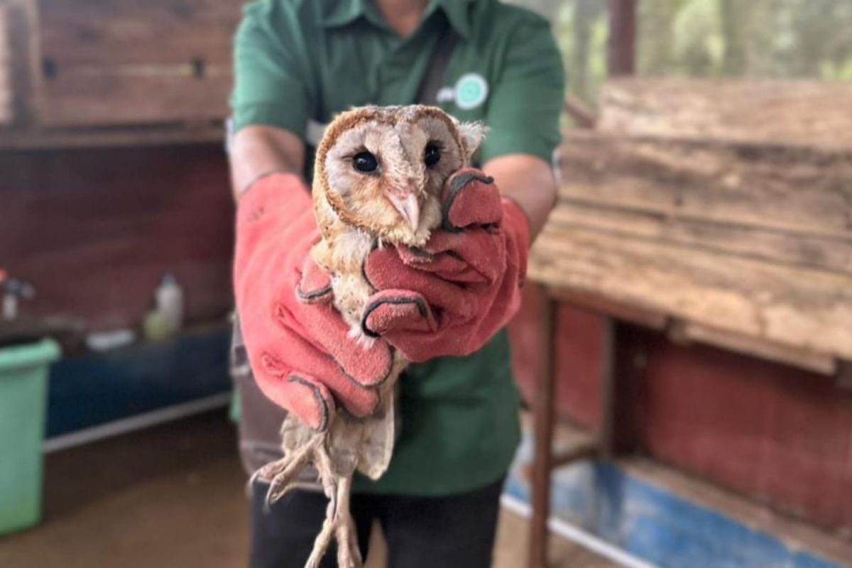 Perusahaan sawit di Paser manfaatkan burung hantu untuk basmi hama