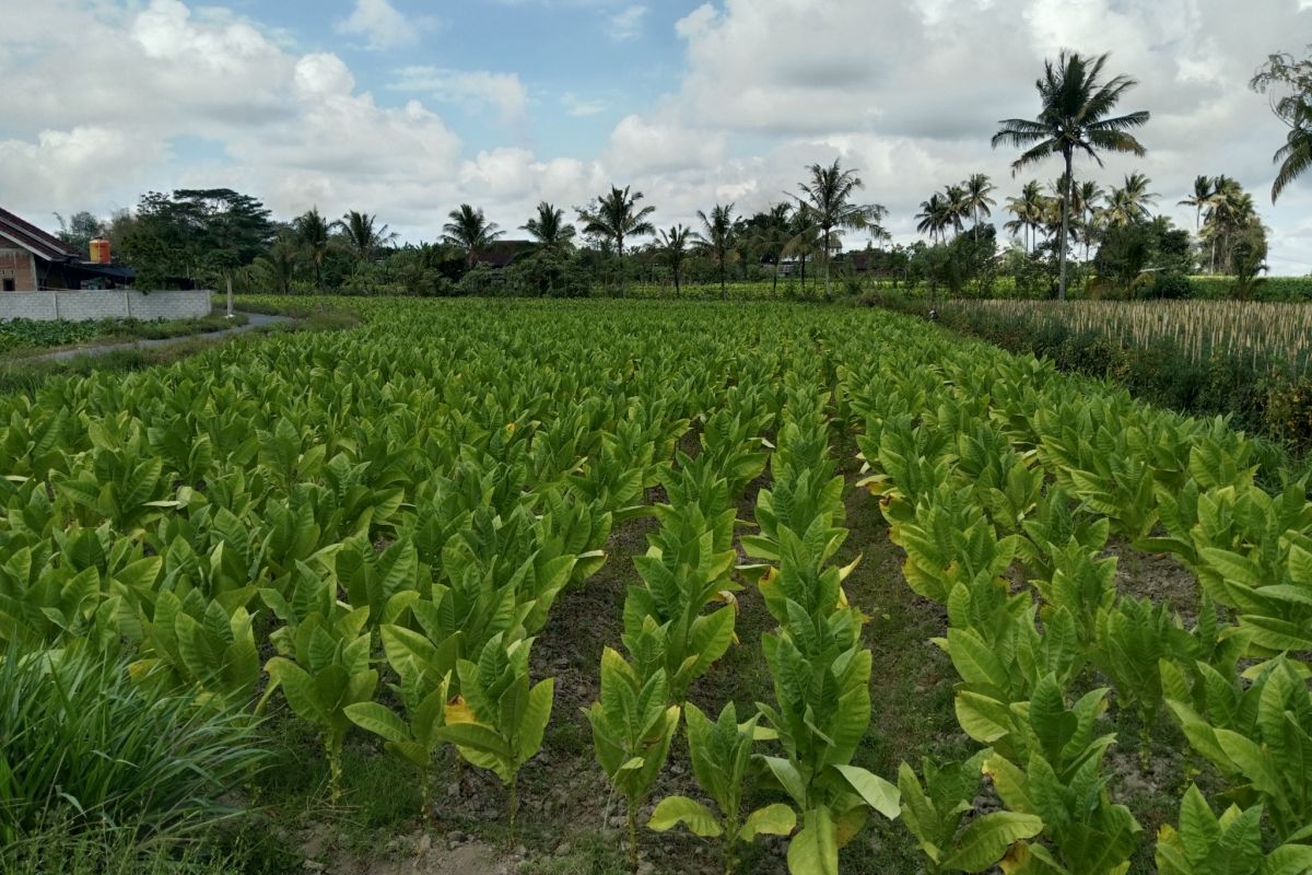 Pemkab Lombok Tengah tingkatkan kesejahteraan para petani tembakau