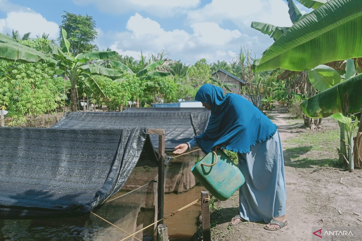 Pokdakan Maju Bersama Penajam buat pakan sendiri