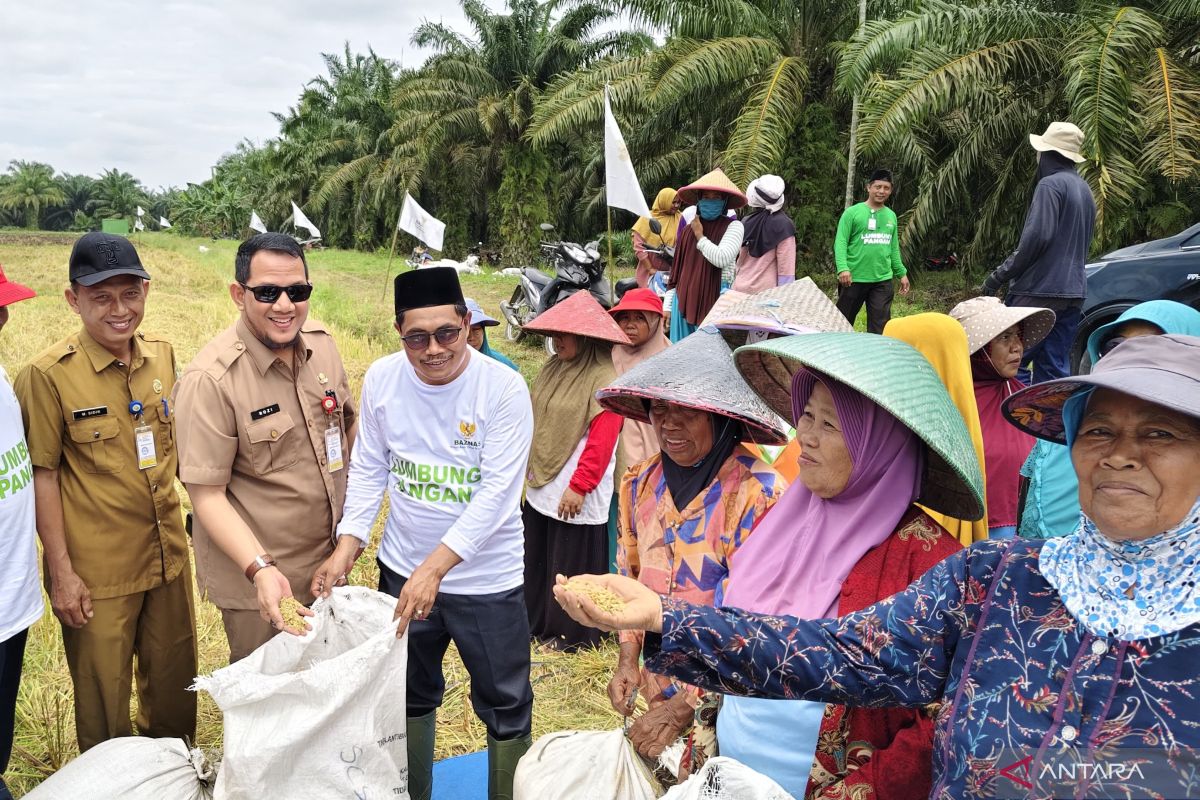 Dukung ketahanan pangan, Baznas Kabupaten Siak lakukan panen raya