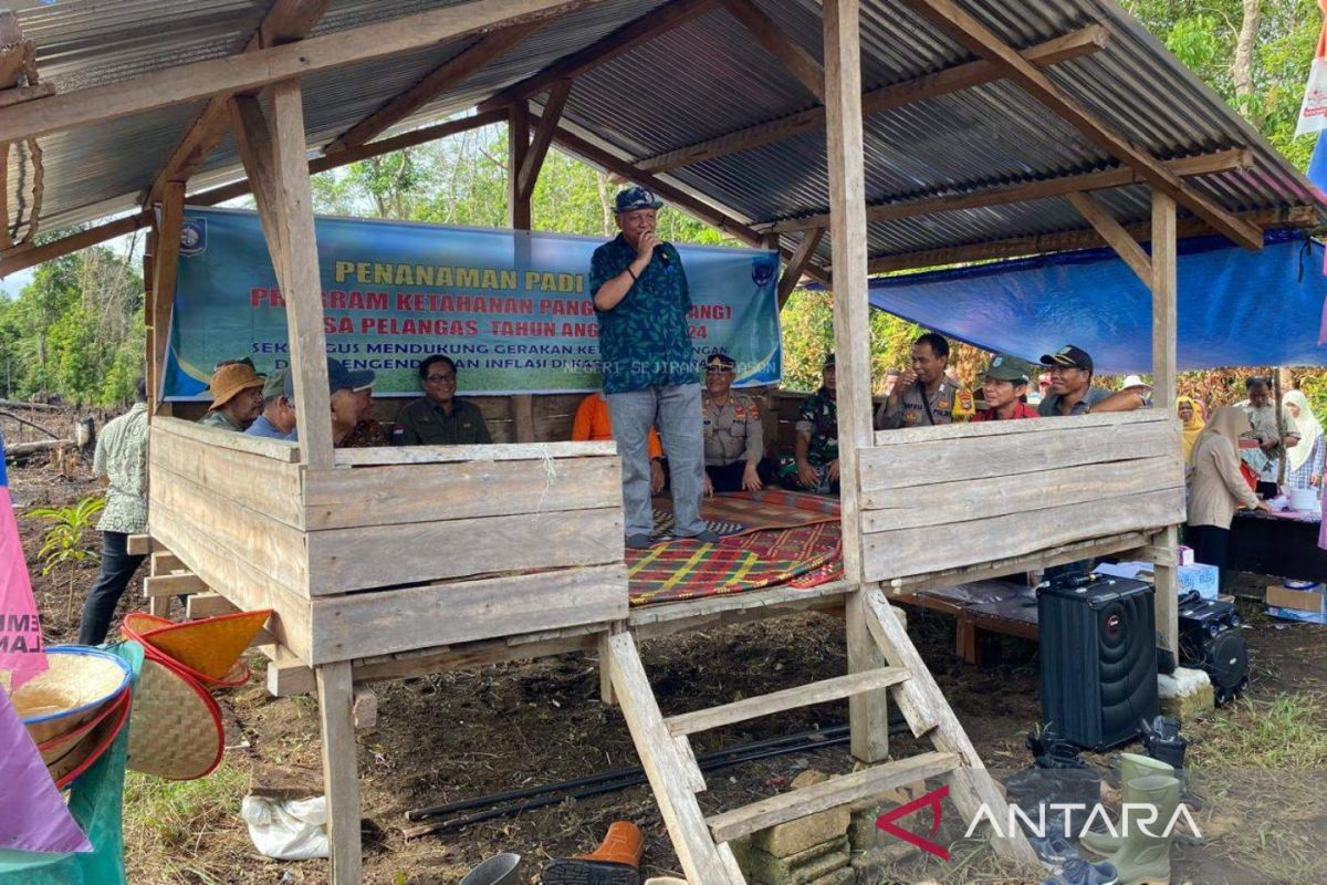 Bupati Bangka Barat dampingi petani tanam padi ladang di Desa Pelangas