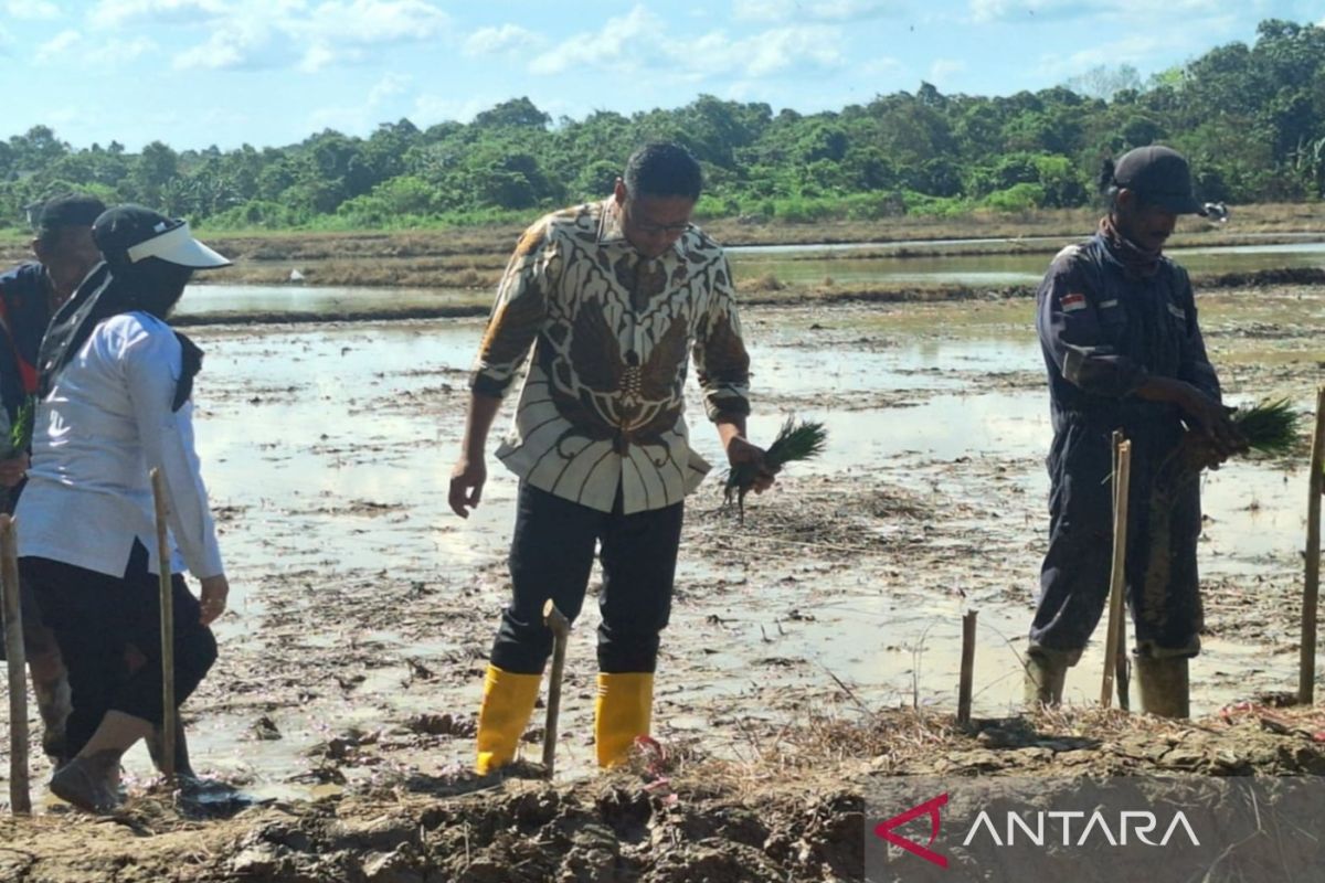 Kementan siapkan program cetak sawah jelang transisi pemerintahan