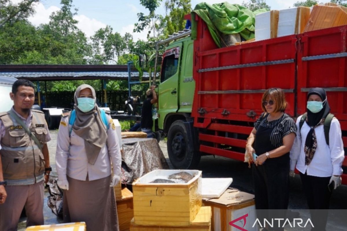 Karantina Kaltim musnahkan 578 kg daging babi ilegal