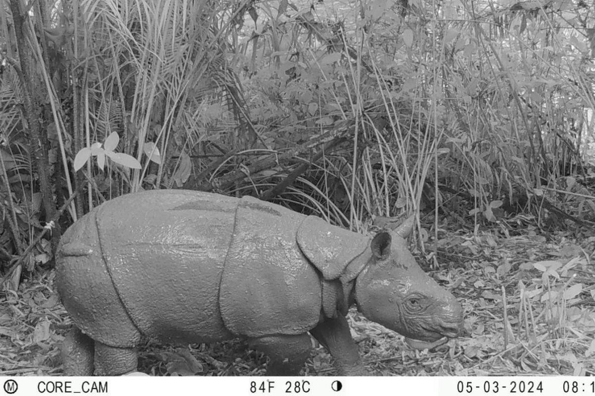 Seekor Badak Jawa lahir di Taman Nasional Ujung Kulon