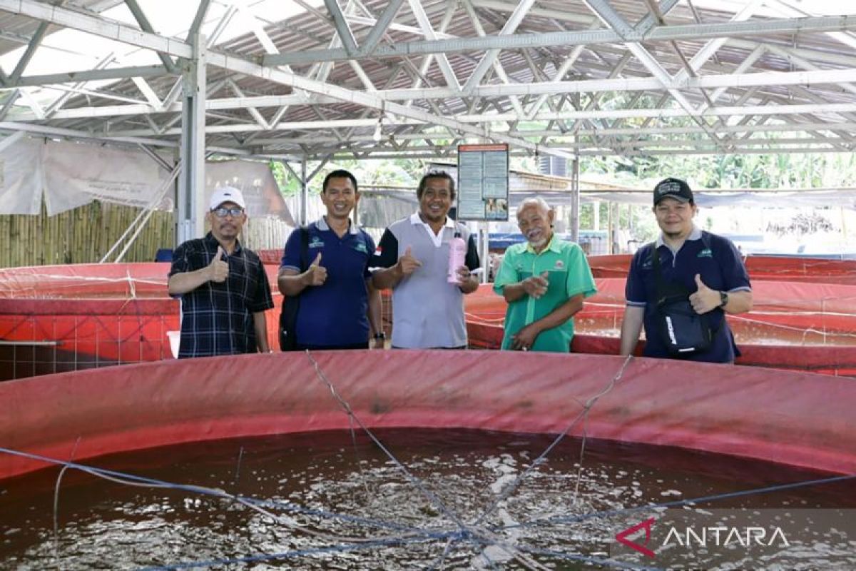 Budi daya ikan lele Mina Sari Rejeki metode bioflok gunakan Probiotik EM4