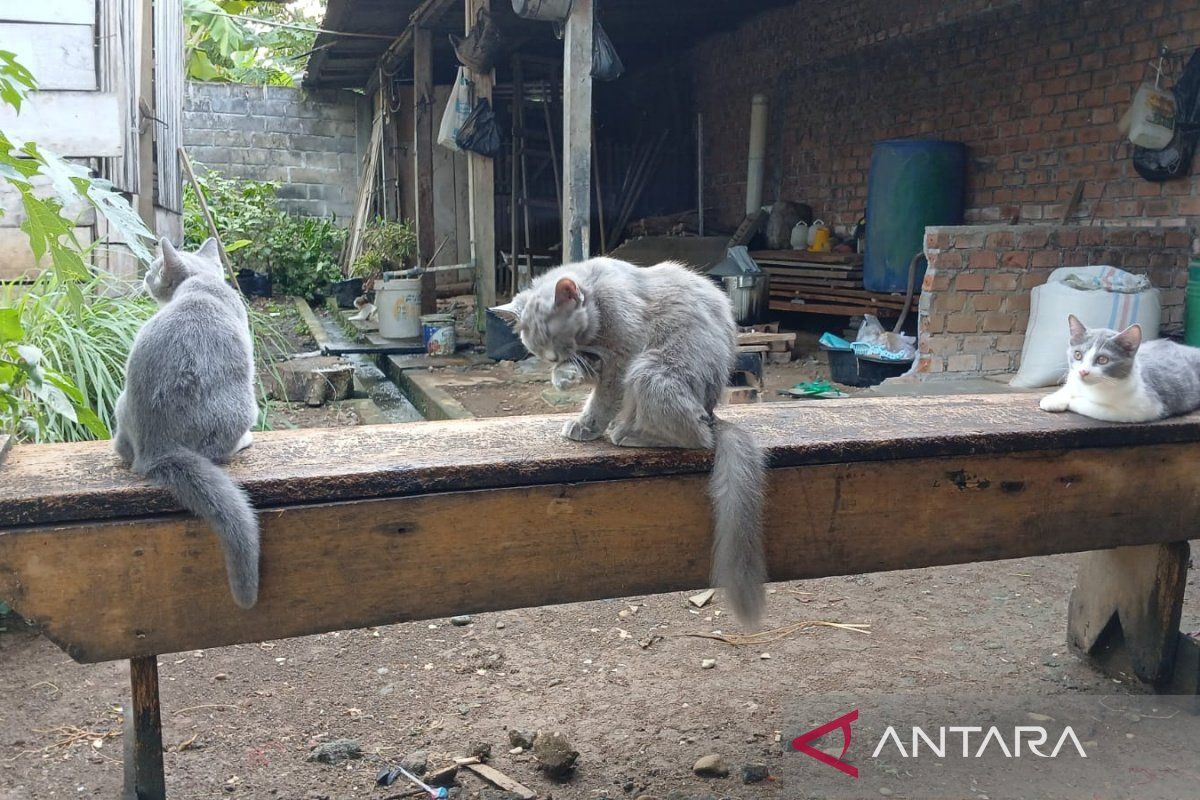 Pemkot Bengkulu sediakan 750 vaksin rabies gratis