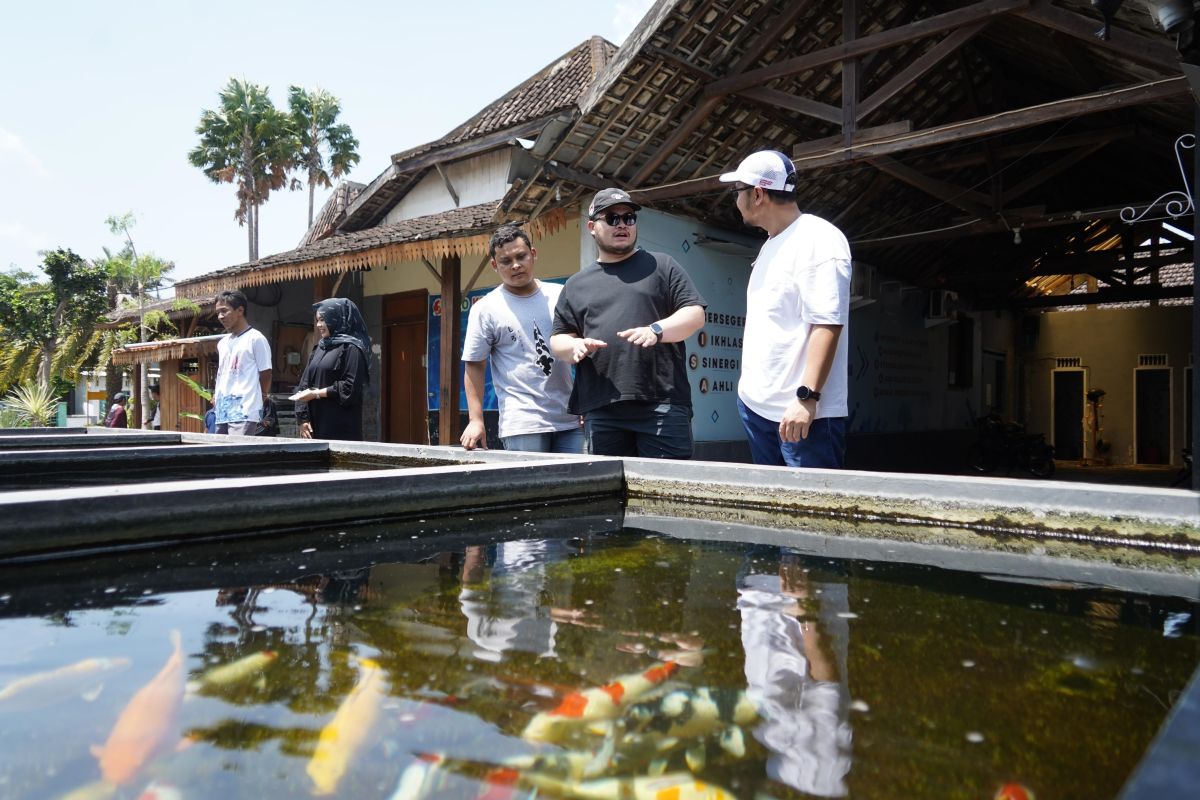 Pemkab Kediri kembangkan budi daya  ikan air tawar jenis koi