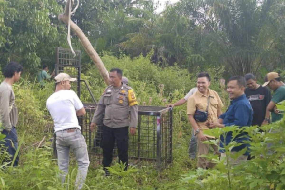 BBKSDA pasang perangkap setelah kemunculan beruang madu