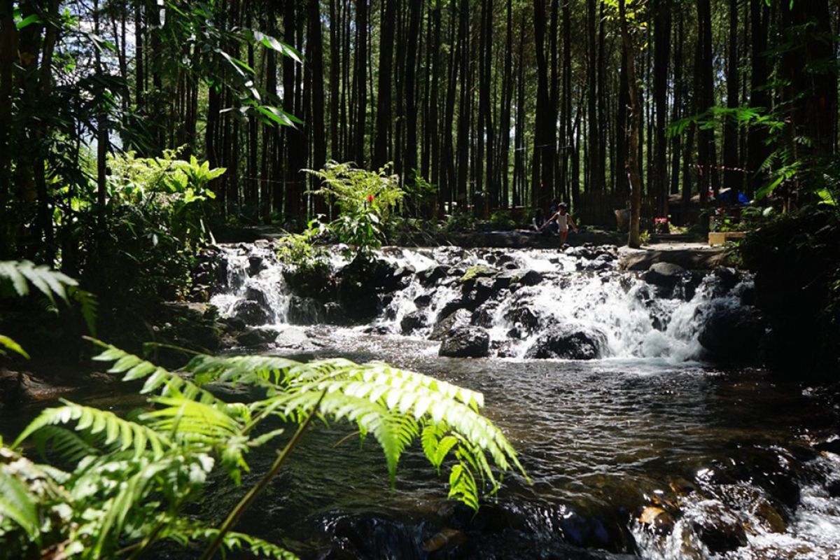 Air terjun mini jadi daya tarik wisata hutan pinus Poncosumo Lumajang