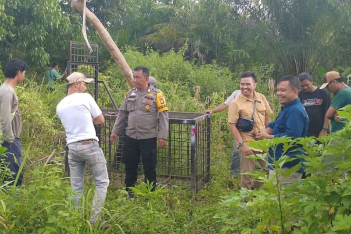 Beruang madu muncul di pemukiman warga di Mandau, BBKSDA pasang perangkap