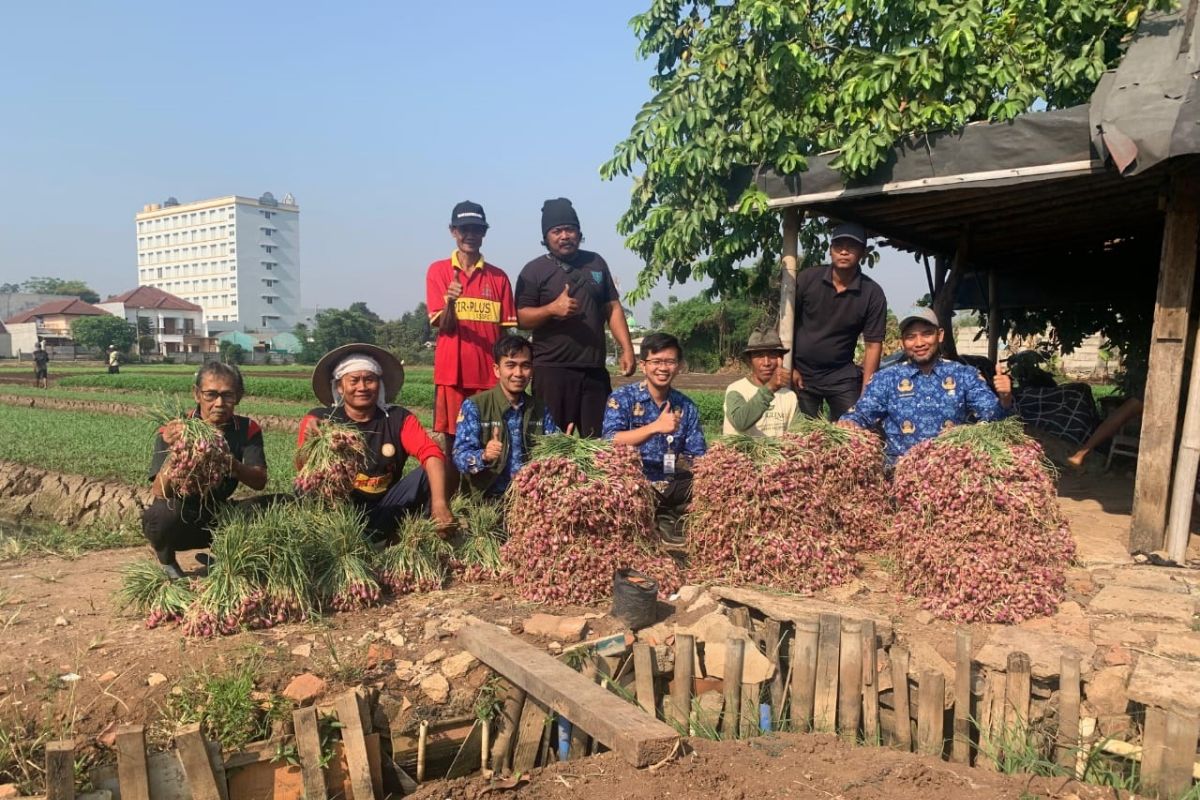 Petani di Kota Tangerang panen 600 kilogram bawang merah