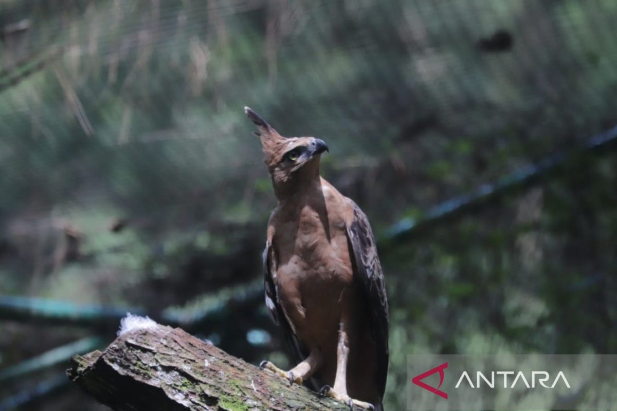 Sally, elang jawa betina dilepasliarkan di Gunung Halimun Salak