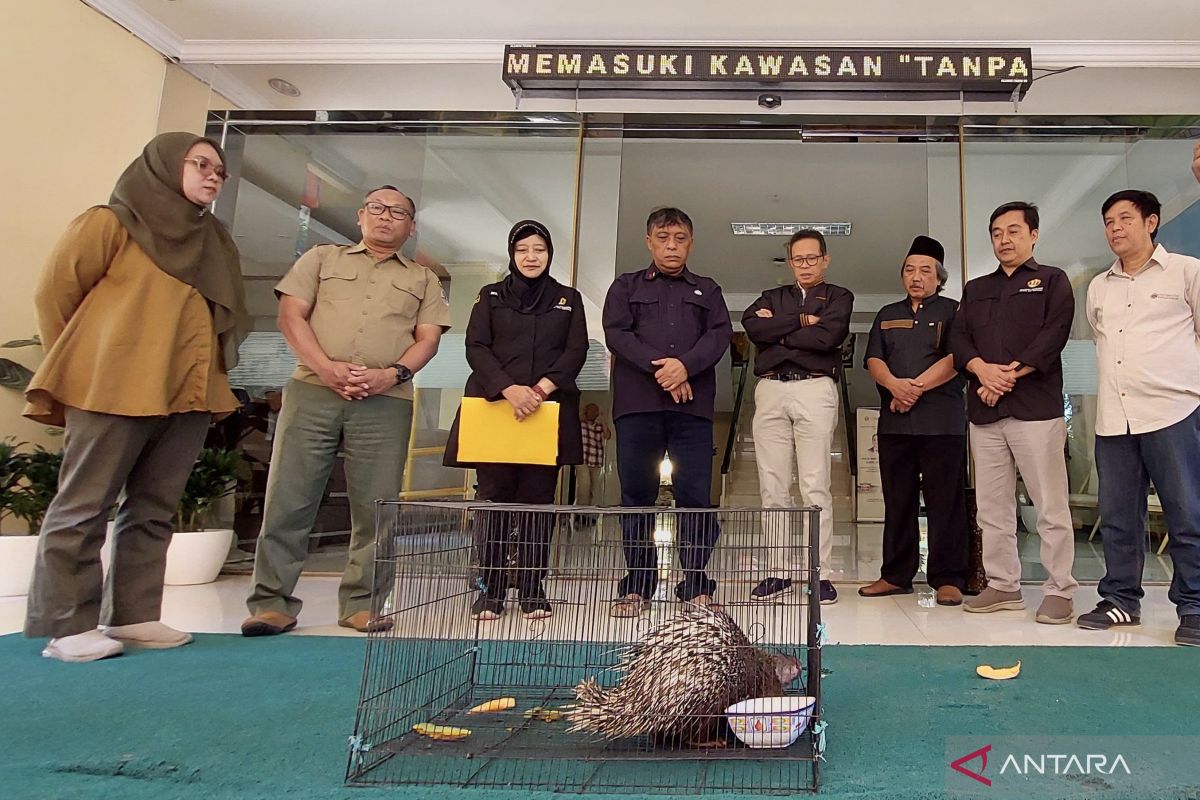 Ditemukan di jalan, Unpad serahkan Landak Jawa ke BBKSDA Jawa Barat