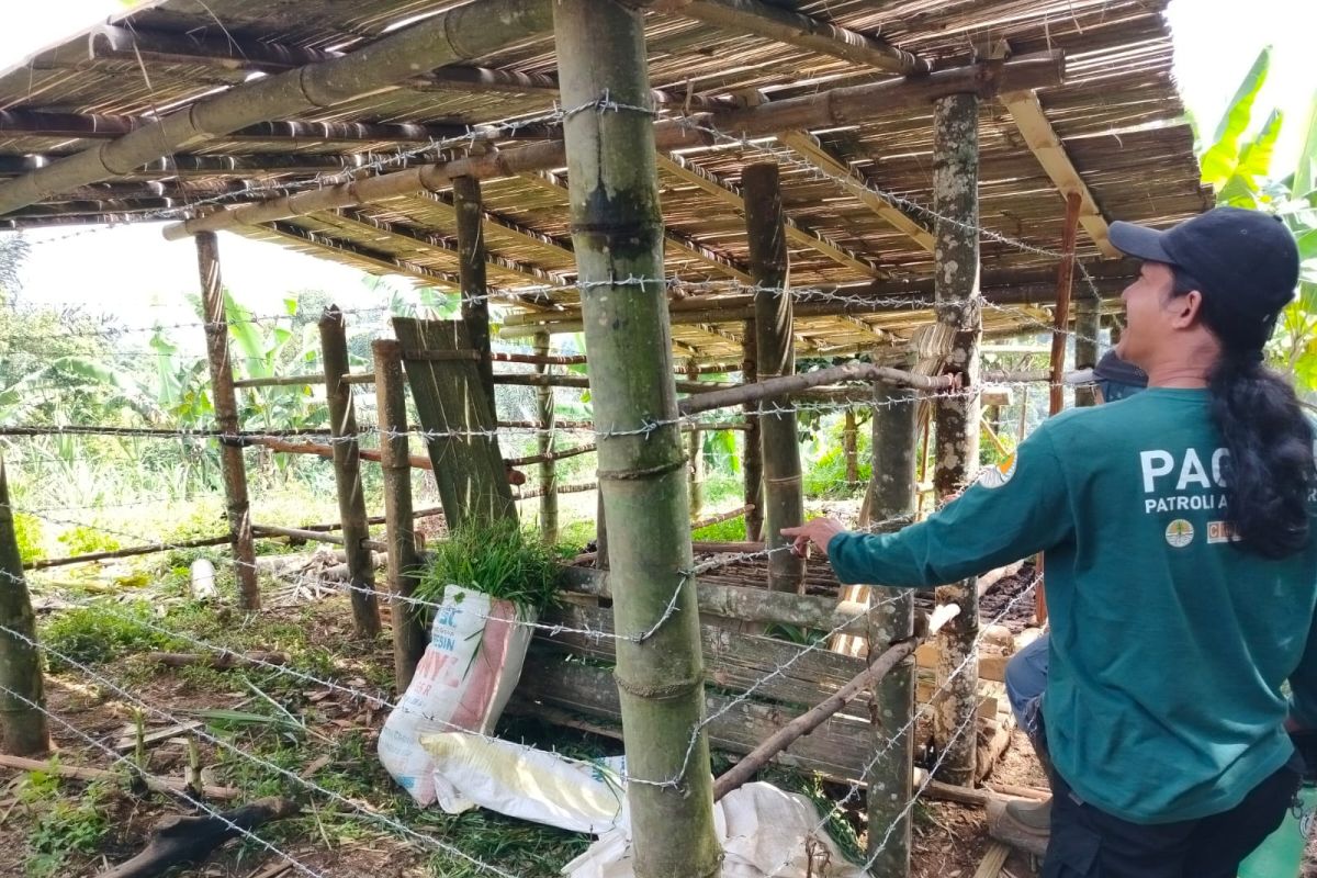 Pagari Agam buat kandang komunal lindungi ternak dari serangan harimau