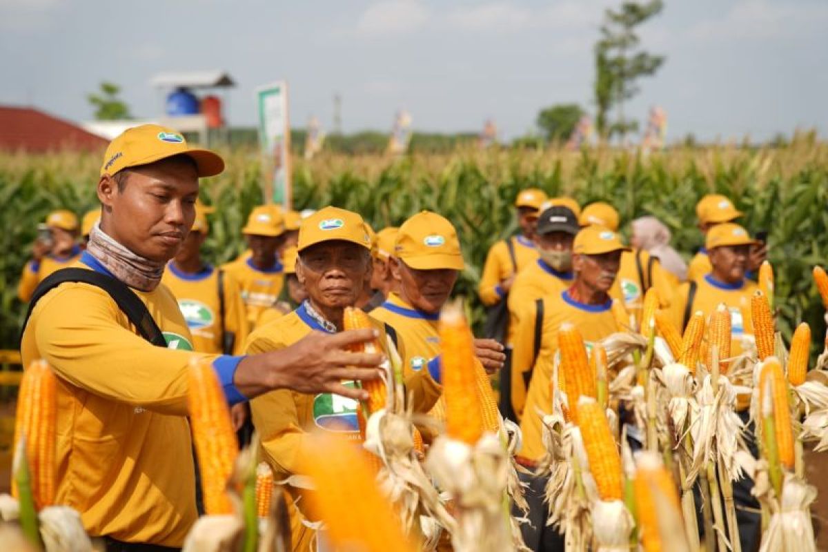 Benih jagung bioteknologi dengan keunggulan ganda mulai dipasarkan di Lampung