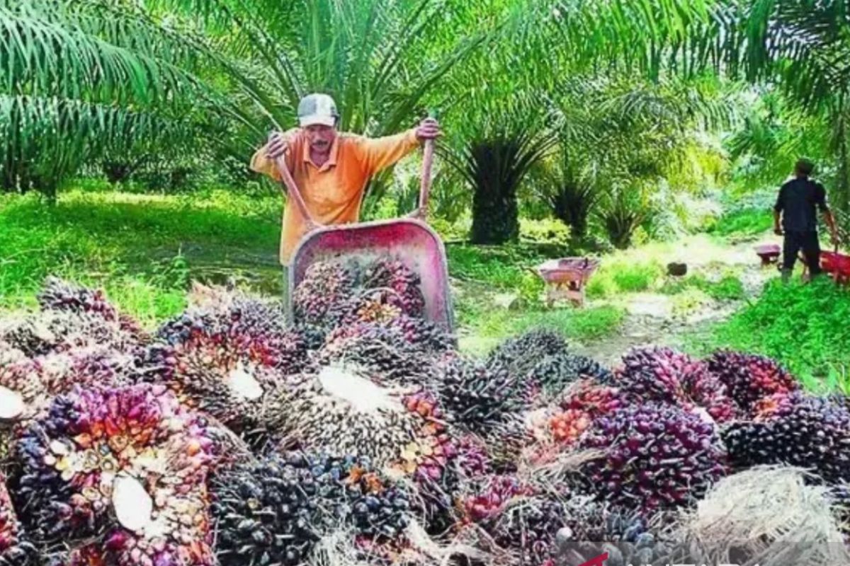 Harga TBS di Kaltim  periode 1-15 September alami kenaikan