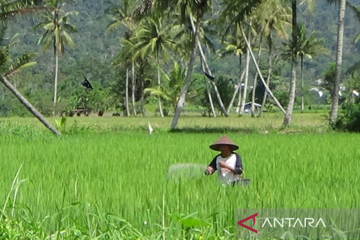 Penyerapan pupuk bersubsidi di Rejang Lebong capai 2.729 ton