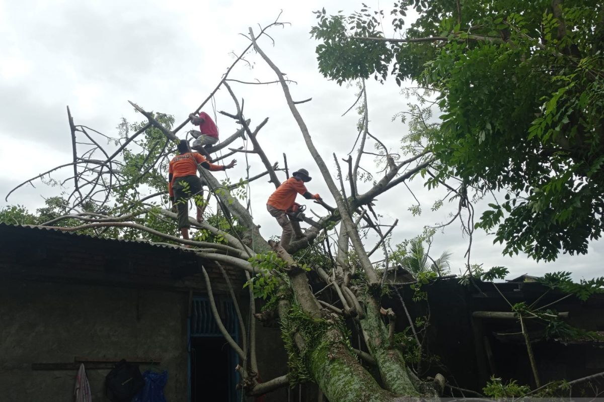 BPBD Padang tangani 65 titik pohon tumbang  akibat cuaca ekstrem