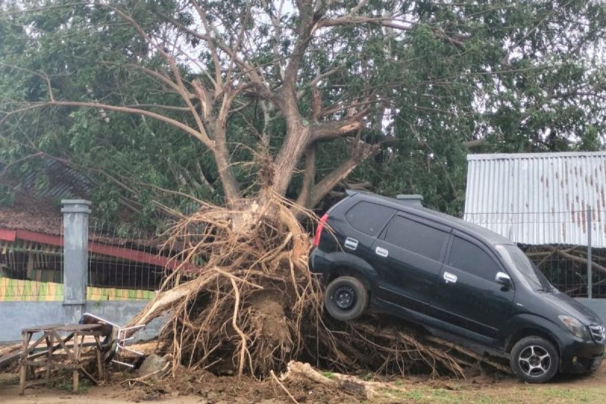 Angin kencang sebabkan puluhan pohon tumbang di Aceh Besar