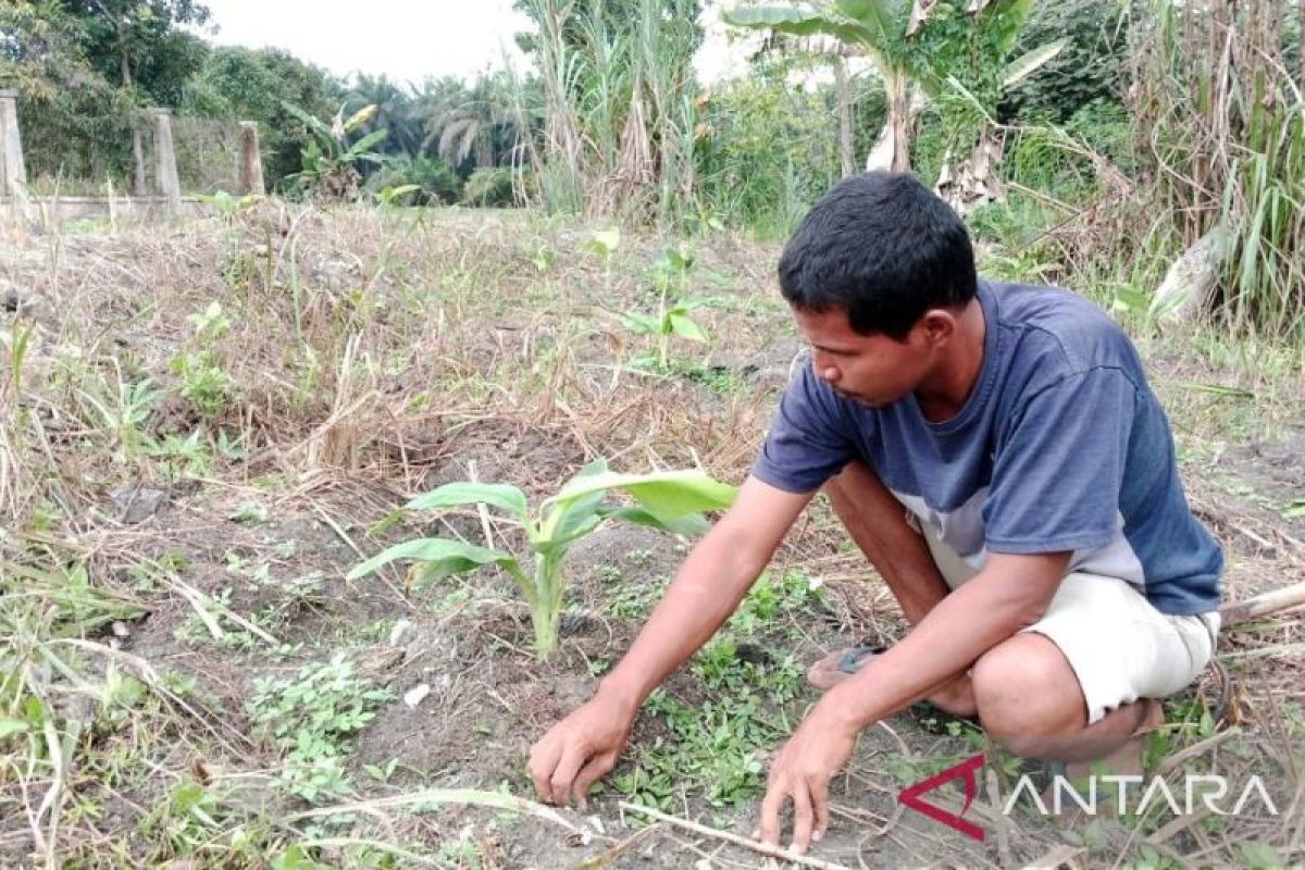 RAPP dampingi Rawang Kao menjadi Sentra Pisang Barangan secara berkelanjutan