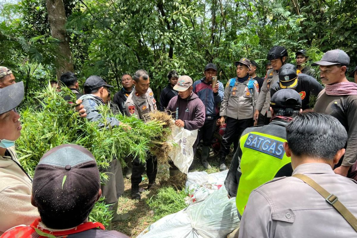 Ratusan tanaman ganja ditemukan di lereng Gunung Semeru