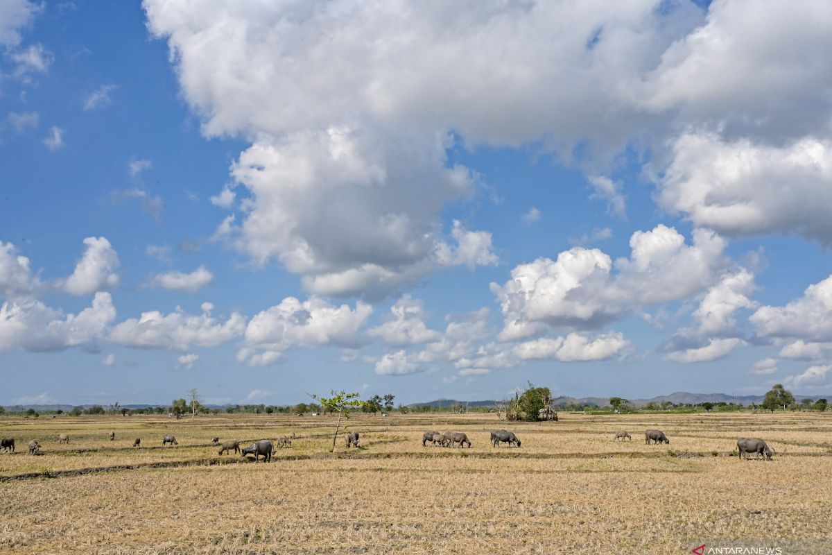 Menanti tetes pertama di musim hujan