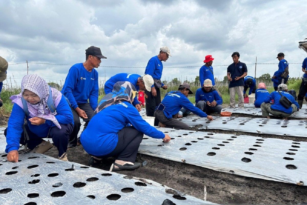 PT Timah Tbk latih petani Belitung Timur budidayakan bawang