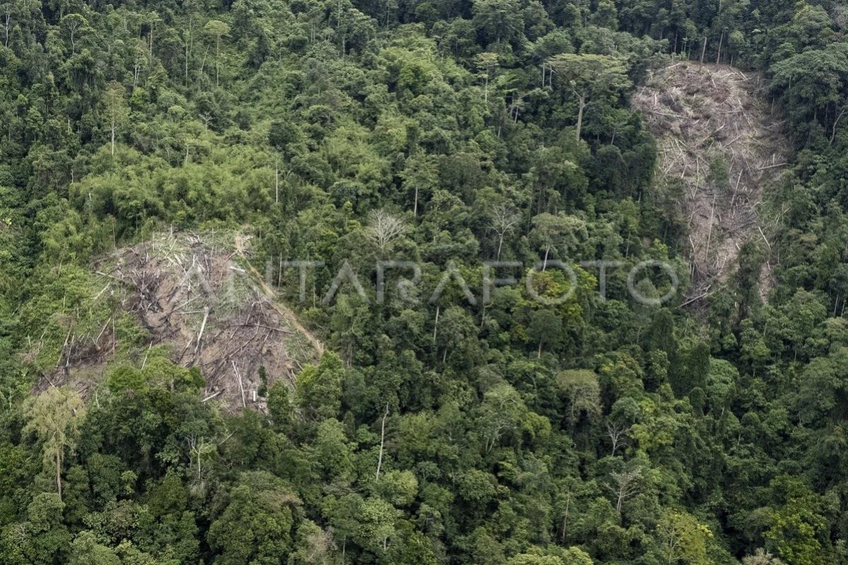 Penurunan luasan tutupan hutan Jambi