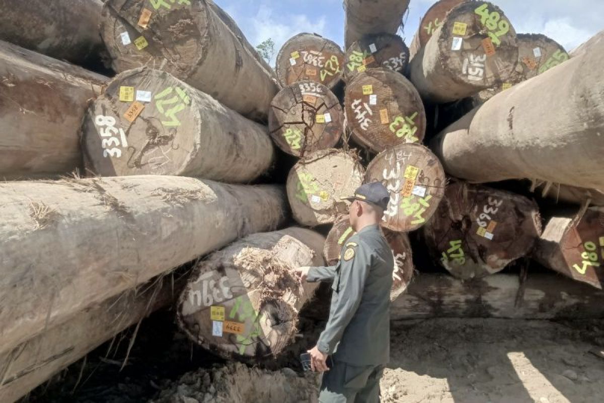 BKHIT Maluku pastikan kayu meranti asal Buru Selatab siap dikirim ke Sumut