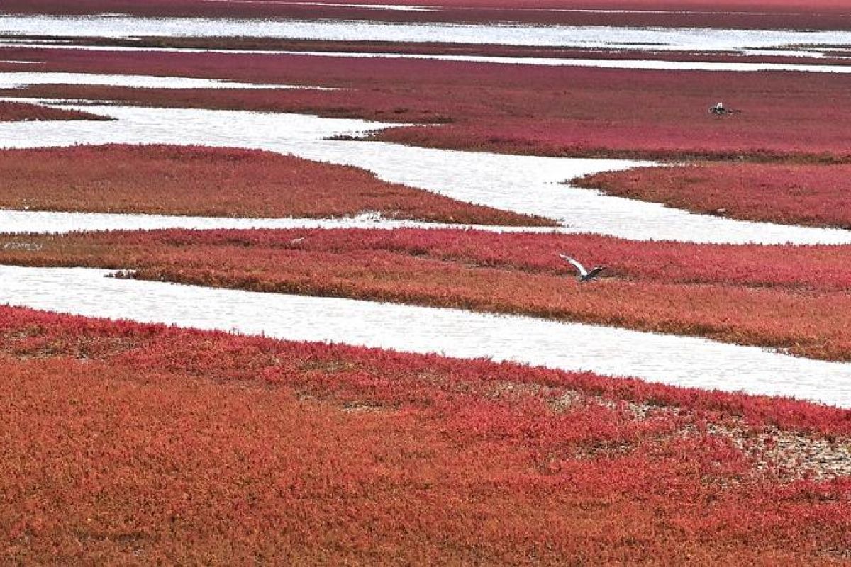 Keindahan Pantai Merah di Liaoning China