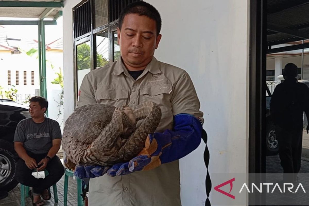 BKSDA Banten amankan trenggiling dari warga Ciruas