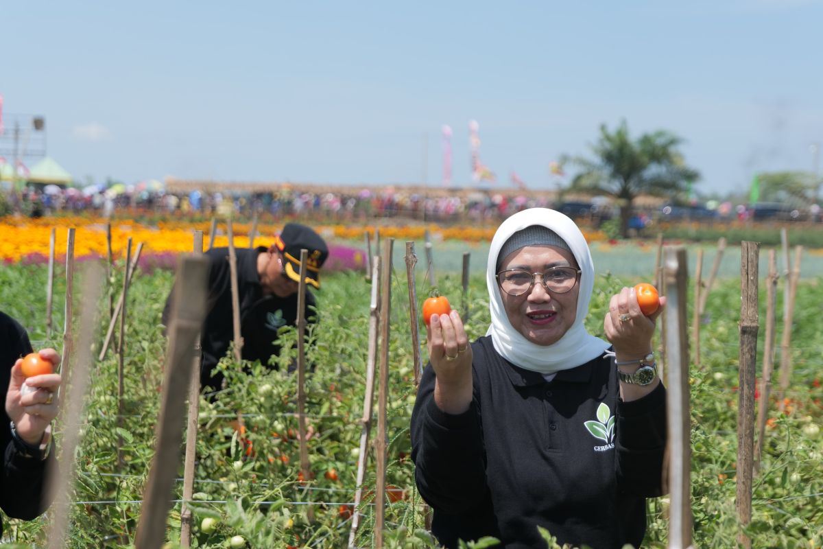 Gerbas Tani tingkatkan pendapatan petani dan sektor wisata Lumajang