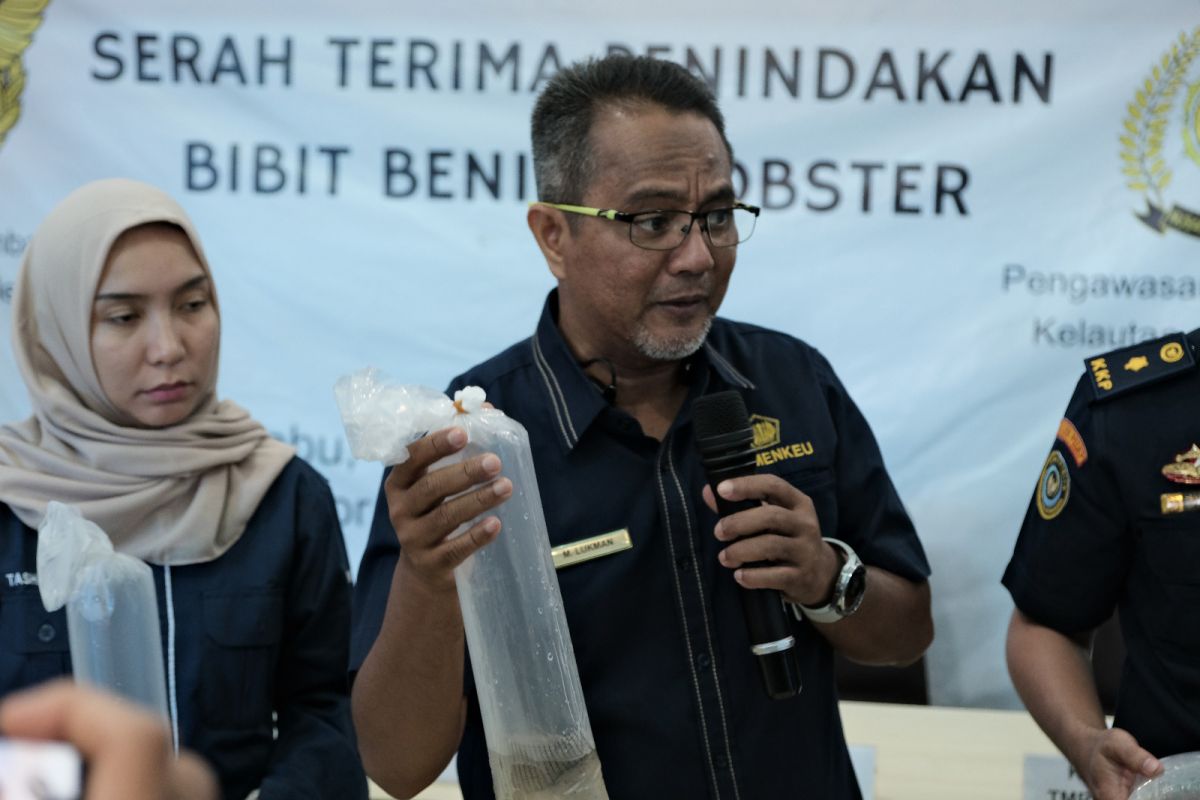 Bea Cukai Gagalkan Upaya Penyelundupan Ratusan Ribu Benih Lobster Senilai Miliaran Rupiah