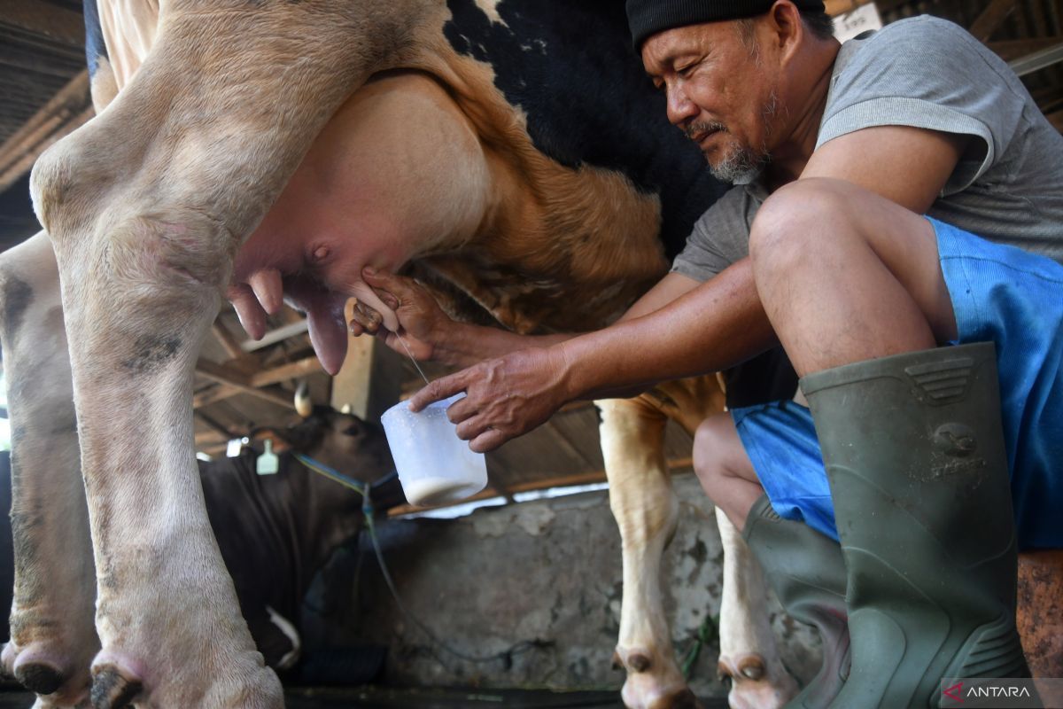 Raw Milk May Transmit Influenza Viruses From Cows