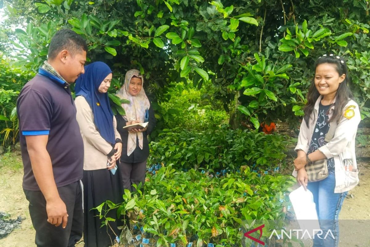 Disbun Sultra bagikan 66 ribu bibit pala  ke petani di empat kabupaten