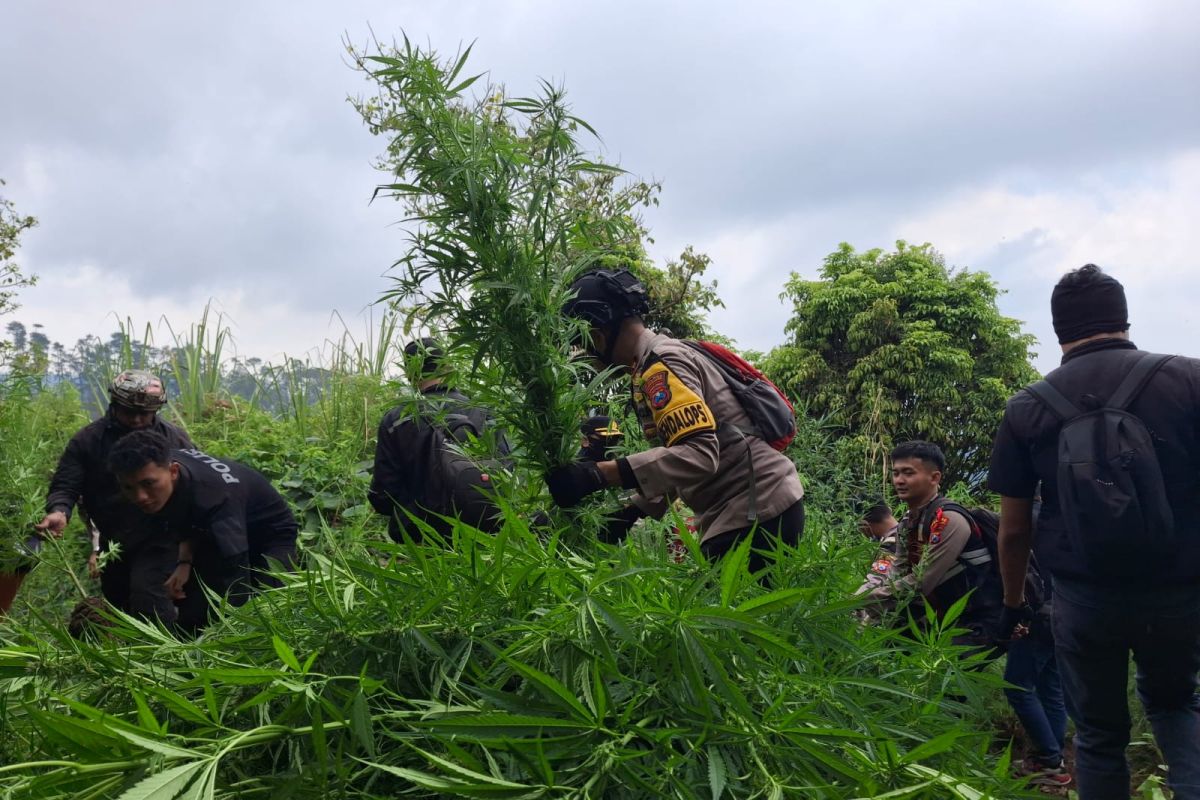 Polisi kembali temukan10.000 tanaman ganja di lereng Semeru