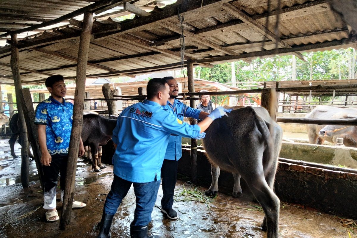 OKU galakan vaksin SE selamatkan "kerbau pampangan" dari kepunahan