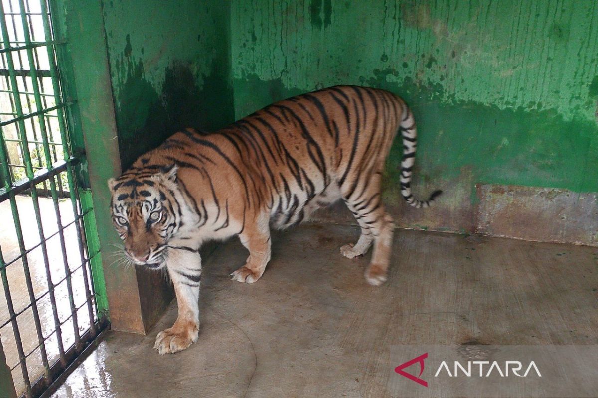 Harimau betina koleksi Medan Zoo mati, ini penyebabnya