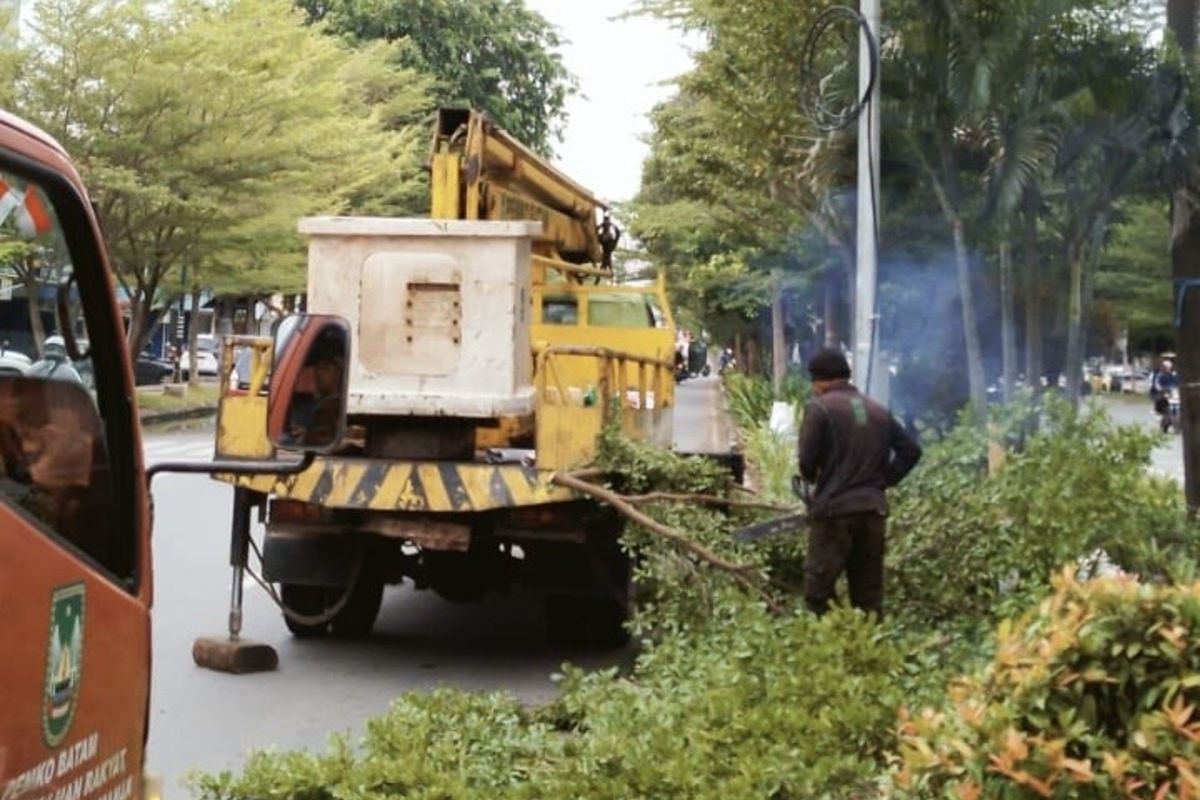 Disperakimtan lakukan pengecekan pohon rawan tumbang di Batam