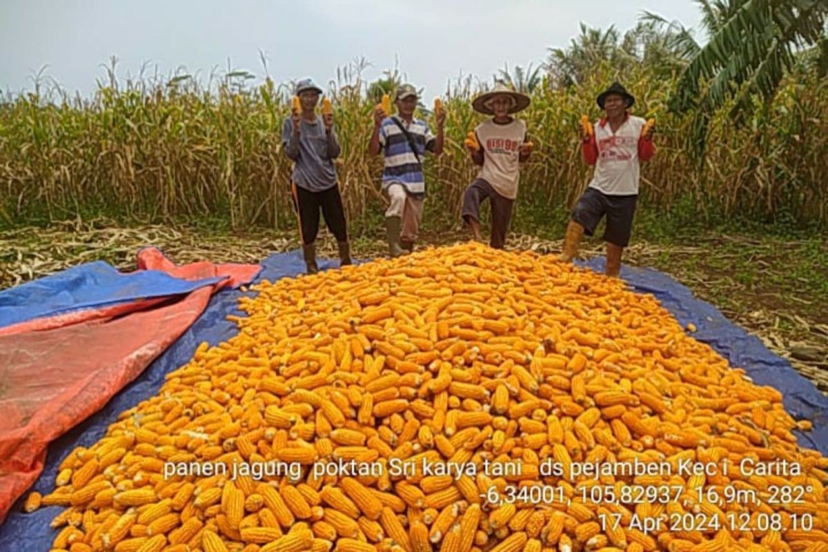 Produksi jagung di Pandeglang Januari-Agustus tembus 34.661 ton