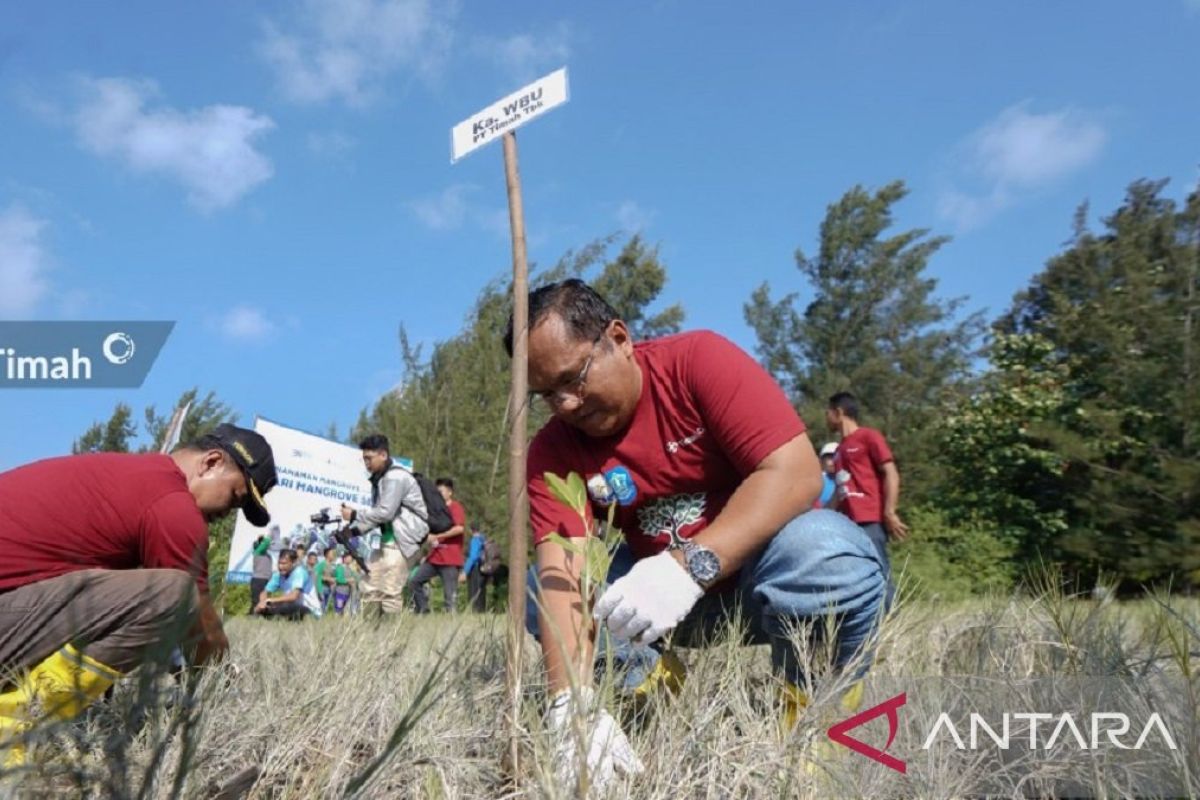 PT Timah gencarkan tanam pohon di lahan kritis Bangka Belitung