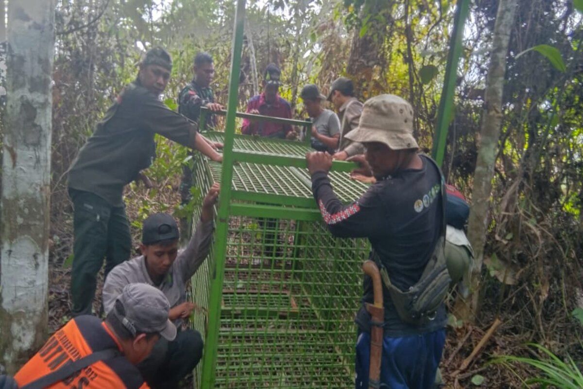 Petugas pasang dua kandang jebak harimau di Lampung Barat