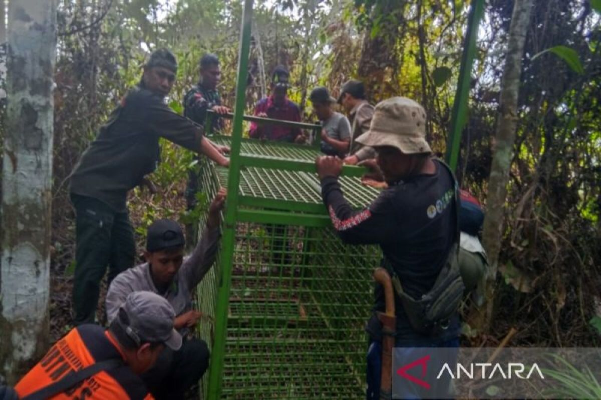 Petugas gabungan pasang dua kandang jebak harimau di Lampung Barat