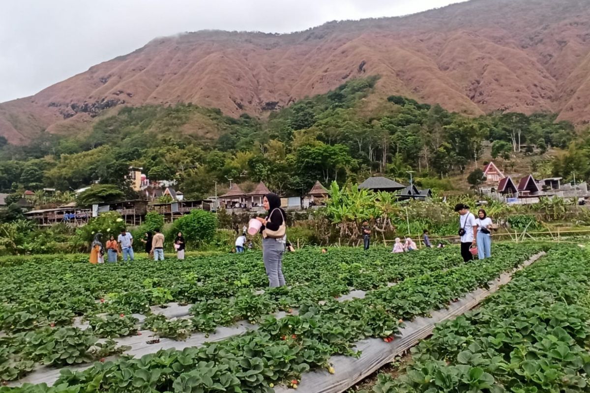 Wisata stroberi di kaki Gunung Rinjani ramai pengunjung